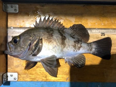 ヤザワ渡船 釣果