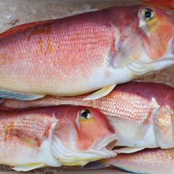 Big One ビッグワン 釣果