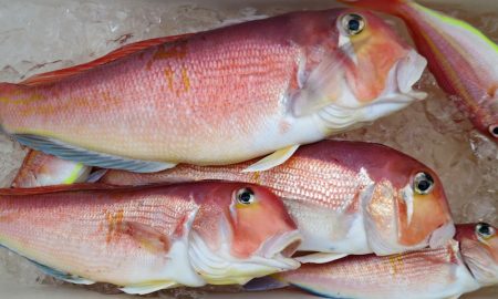 Big One ビッグワン 釣果