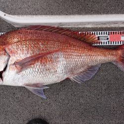 ARCADIAⅡ （アルカディアⅡ） 釣果