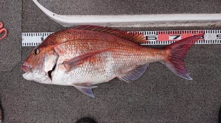 ARCADIAⅡ （アルカディアⅡ） 釣果