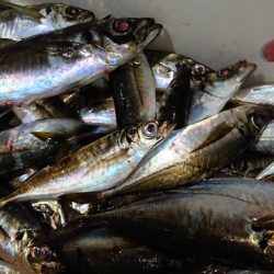 シースナイパー海龍 釣果