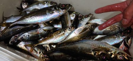 シースナイパー海龍 釣果