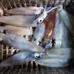 海龍丸(石川) 釣果