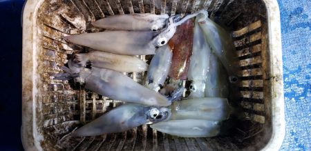 海龍丸(石川) 釣果