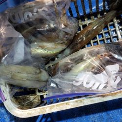 海龍丸(石川) 釣果