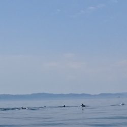 遊漁船 家入 釣果