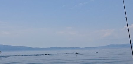 遊漁船 家入 釣果