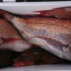 遊漁船 家入 釣果