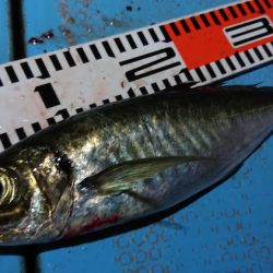 シースナイパー海龍 釣果