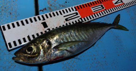 シースナイパー海龍 釣果