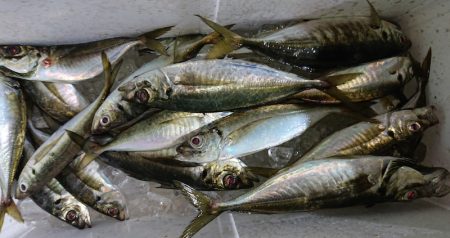 シースナイパー海龍 釣果