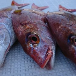 遊漁船 家入 釣果