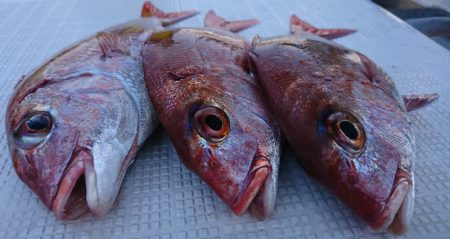 遊漁船 家入 釣果