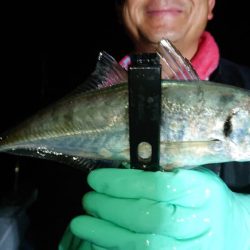 シースナイパー海龍 釣果