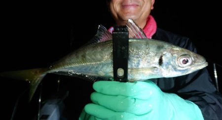 シースナイパー海龍 釣果