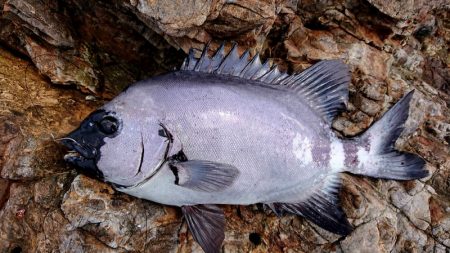 渡船屋たにぐち 釣果