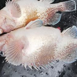 第二龍勢丸 釣果