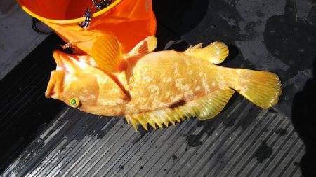 第二龍勢丸 釣果