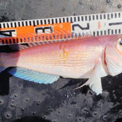 第二龍勢丸 釣果