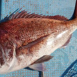 シースナイパー海龍 釣果