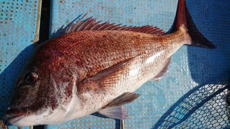 シースナイパー海龍 釣果