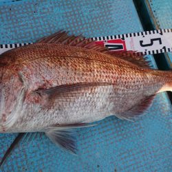 シースナイパー海龍 釣果