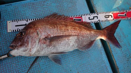 シースナイパー海龍 釣果