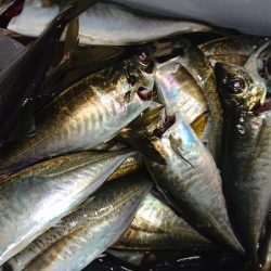 シースナイパー海龍 釣果