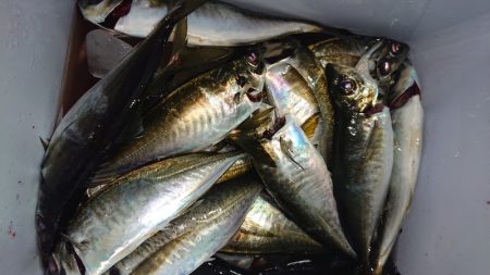 シースナイパー海龍 釣果