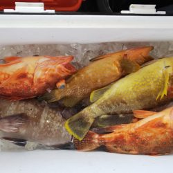 第二龍勢丸 釣果