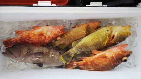 第二龍勢丸 釣果