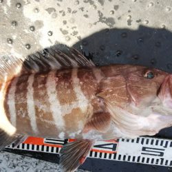 第二龍勢丸 釣果