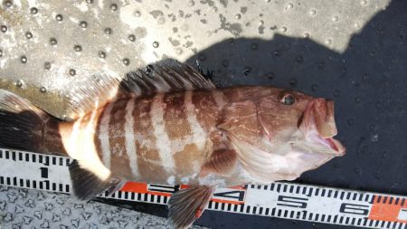 第二龍勢丸 釣果