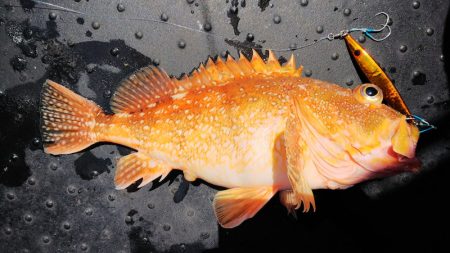 第二龍勢丸 釣果