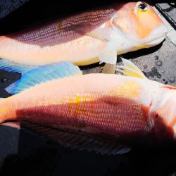 第二龍勢丸 釣果