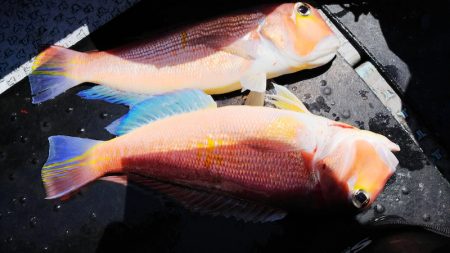 第二龍勢丸 釣果