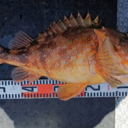 第二龍勢丸 釣果