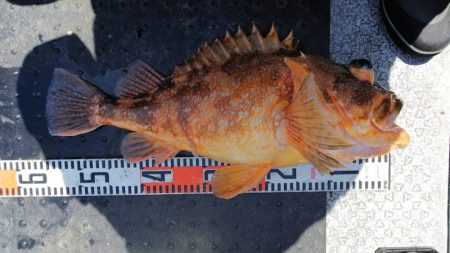 第二龍勢丸 釣果