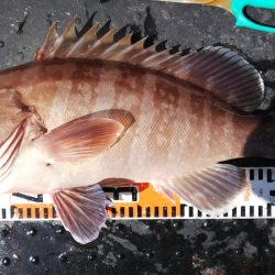 第二龍勢丸 釣果