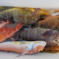 第二龍勢丸 釣果