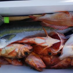 第二龍勢丸 釣果