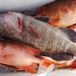 第二龍勢丸 釣果