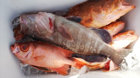 第二龍勢丸 釣果