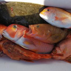 第二龍勢丸 釣果