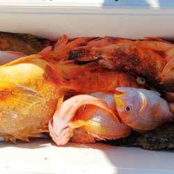 第二龍勢丸 釣果