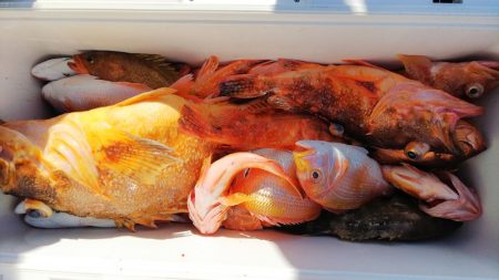 第二龍勢丸 釣果