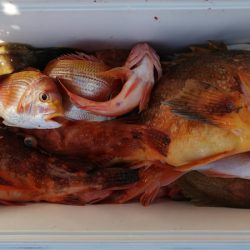 第二龍勢丸 釣果