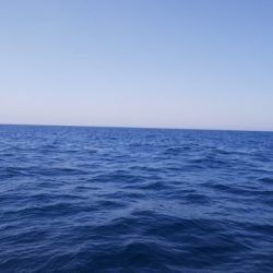 第二龍勢丸 釣果