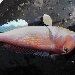 第二龍勢丸 釣果